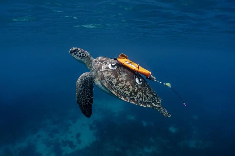 tortue sauvé au large d'antibe